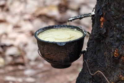 High angle view of drink on tree trunk