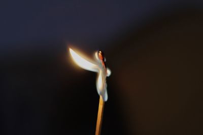 Close-up of lit candle against black background