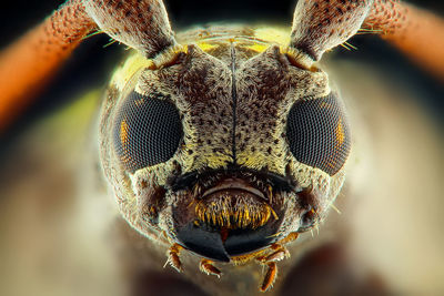 Close-up of fly