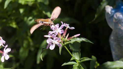 Close-up of bee pollinating on purple flower