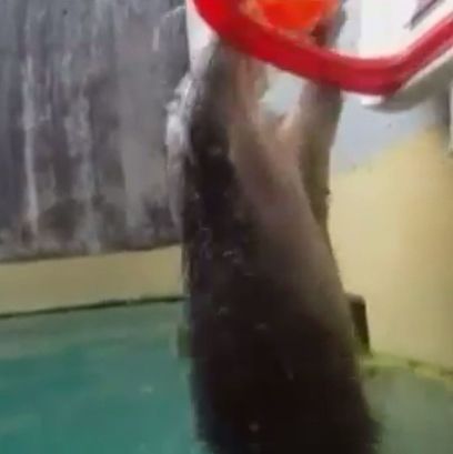 Seal playing basketball