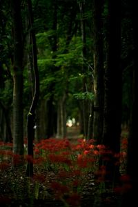 Trees in forest