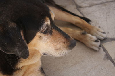 Close-up of dog