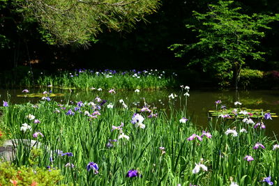 Purple flowering plants on field by lake