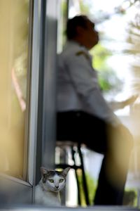 Reflection of cat on window