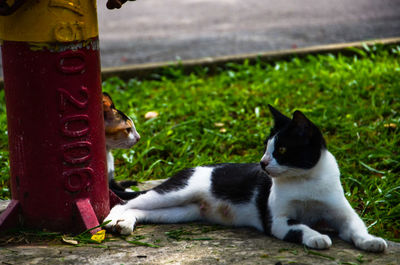 Close-up of cat relaxing on tiled floor