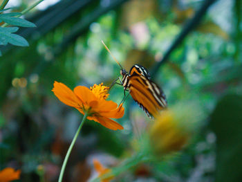 Close-up of butterfly pollinating on flower