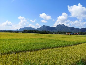 Scenic view of agricultural field against sky