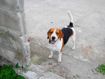 High angle portrait of puppy standing outdoors