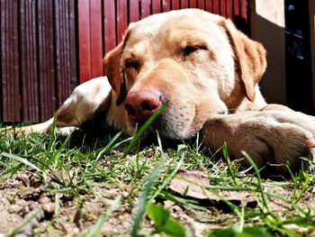 Close-up of dog lying down on field