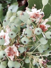 Close-up of flowers