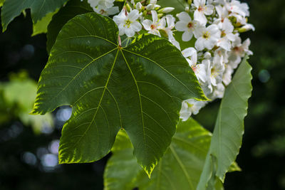 Close-up of fresh green leaves on plant