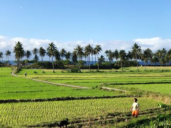 Scenic view of rice field against sky