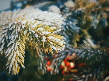 Close-up of snow on tree during winter