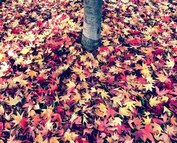 Full frame shot of tree