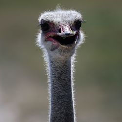 Close-up portrait of ostrich