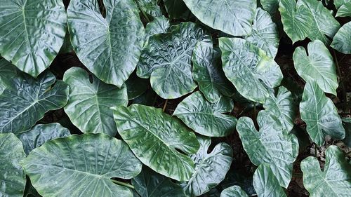 Full frame shot of plants