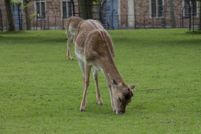 Horse grazing in a field
