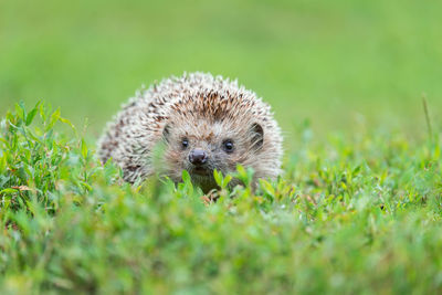 Close-up of an animal on grass