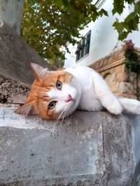 Close-up portrait of a cat