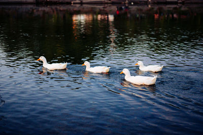 Swans swimming in lake