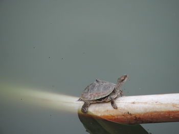 Turtle on stem