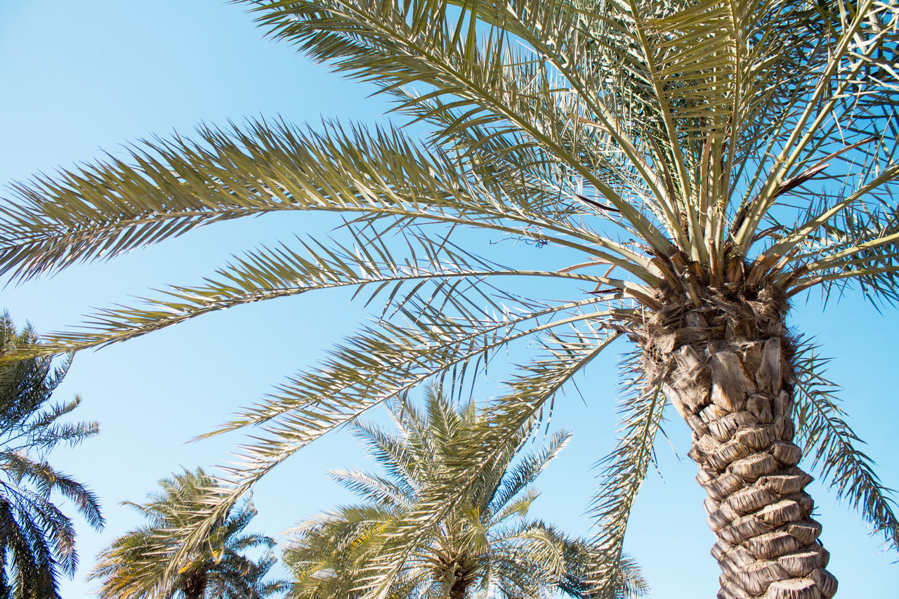 LOW ANGLE VIEW OF PALM TREES AGAINST SKY