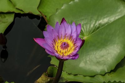 Close-up of lotus water lily in pond