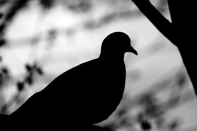 Silhouette of bird perching