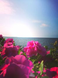 Close-up of bougainvillea by sea against sky