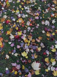 Full frame shot of autumn leaves on street