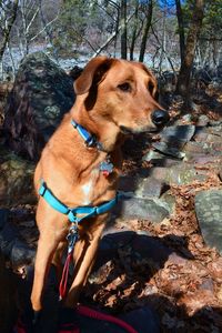 Dog looking away in forest