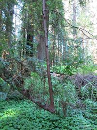 Trees in forest