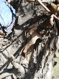 Close-up of tree trunk