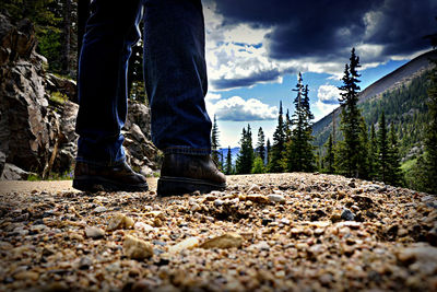 Tree trunk on landscape