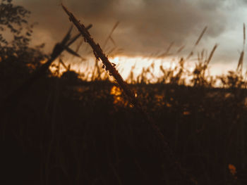 Close-up of silhouette plant on field against sky at sunset