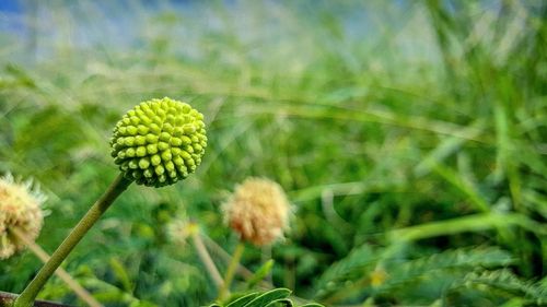 Close-up of plant against blurred background