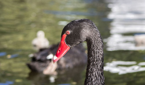 Close-up of a black swan floating on a lake