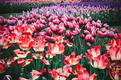 Close-up of tulips in field