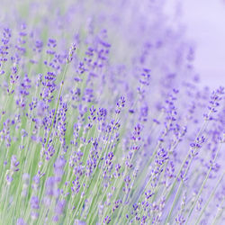 lavender