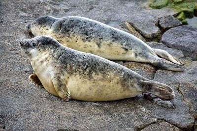 Two seals lying on the baltic sea coast in gdynia poland