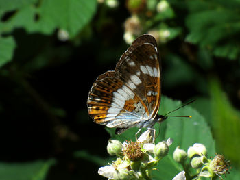 Close-up of butterfly pollinating on flower