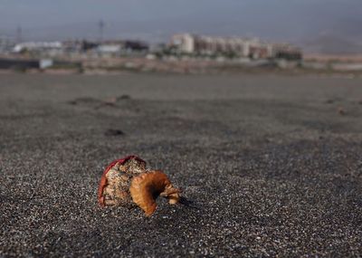 Close-up of crab on sand