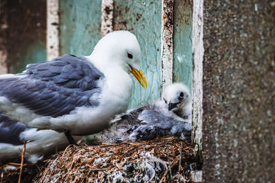 Close-up of birds in nest