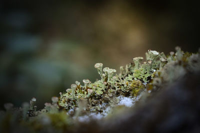 Close-up of white flowers growing on moss