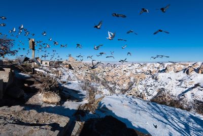 Flock of birds flying over rocks