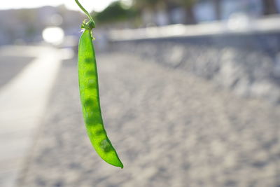 Close-up of green insect on plant