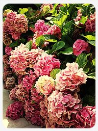 Close-up of pink flowers