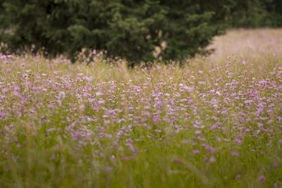 Close-up of pink flowering plants on field