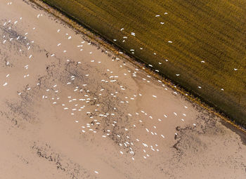 High angle view of paddy fields